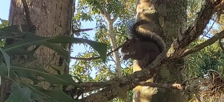 Recebemos a visita do senhor esquilo