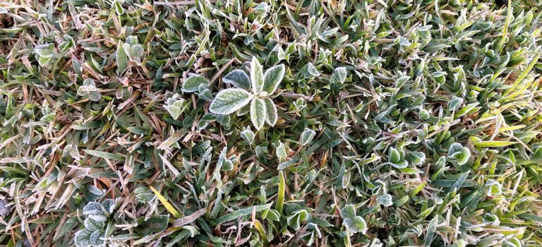 Geada em Caucaia do Alto