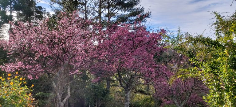Apareceu a cerejeira